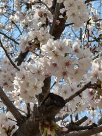 入園・入学おめでとう！ | 市川市妙典駅　伸栄学習会 児童発達支援 わかばの子　個別療育
