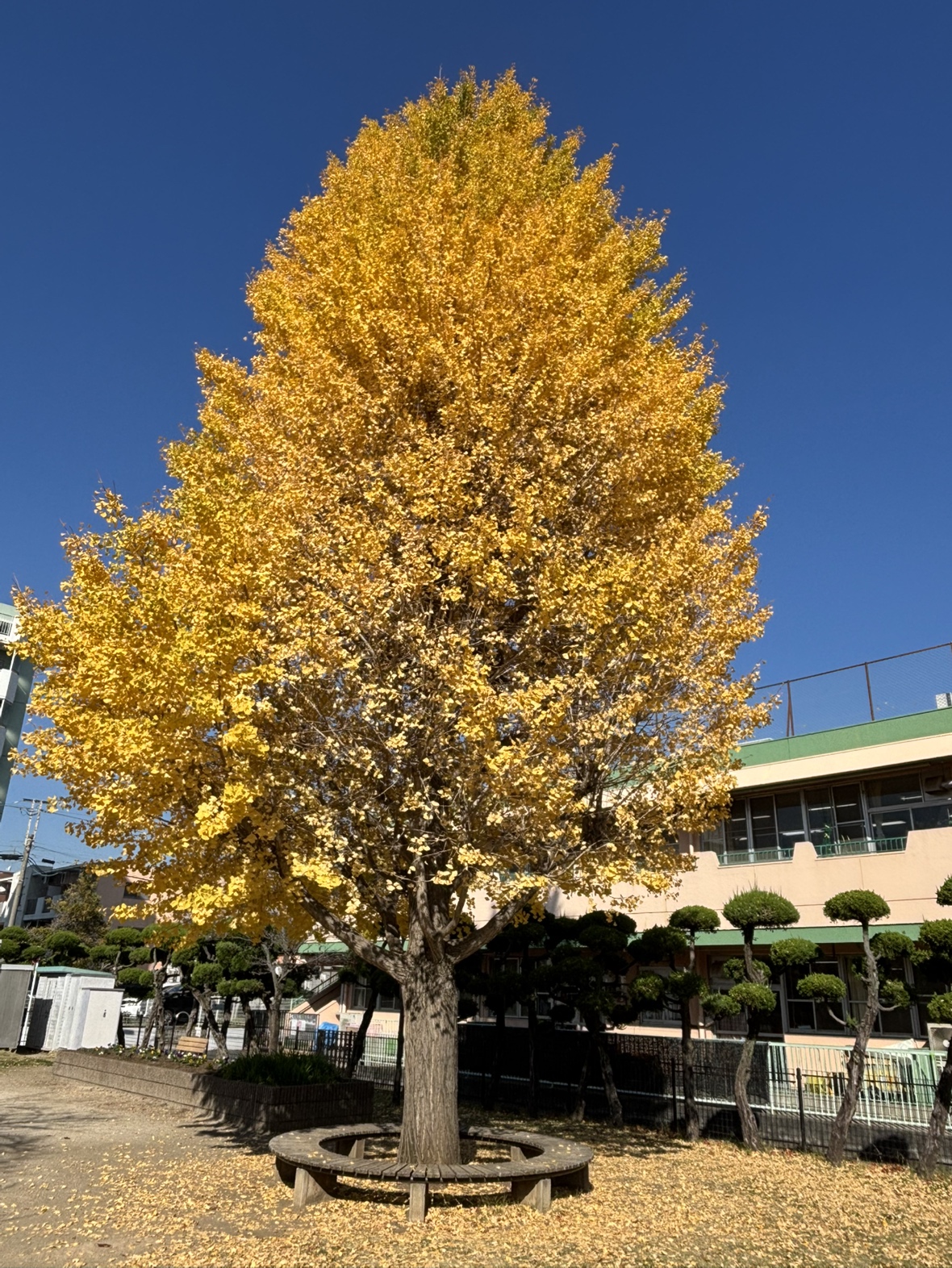 いちょうの木と“においの記憶”──五感で育つ子どもの成長 | 市川市妙典駅　伸栄学習会 児童発達支援 わかばの子　個別療育