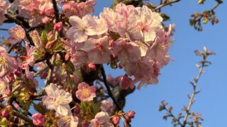 市川市妙典駅　伸栄学習会 児童発達支援 わかばの子　個別療育