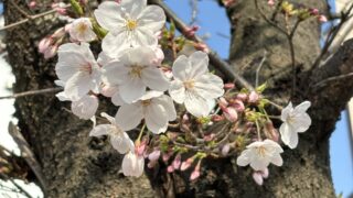 市川市妙典駅　伸栄学習会 児童発達支援 わかばの子　個別療育