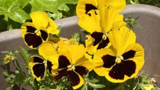 市川市妙典駅　伸栄学習会 児童発達支援 わかばの子　個別療育